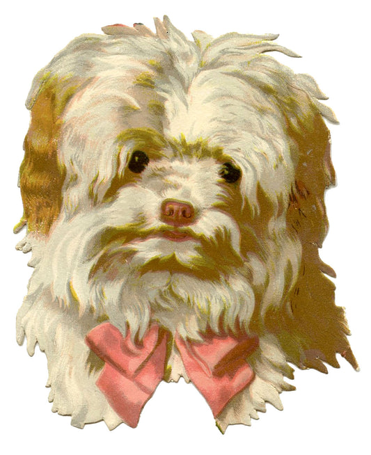 🐕 Perritos para descargar